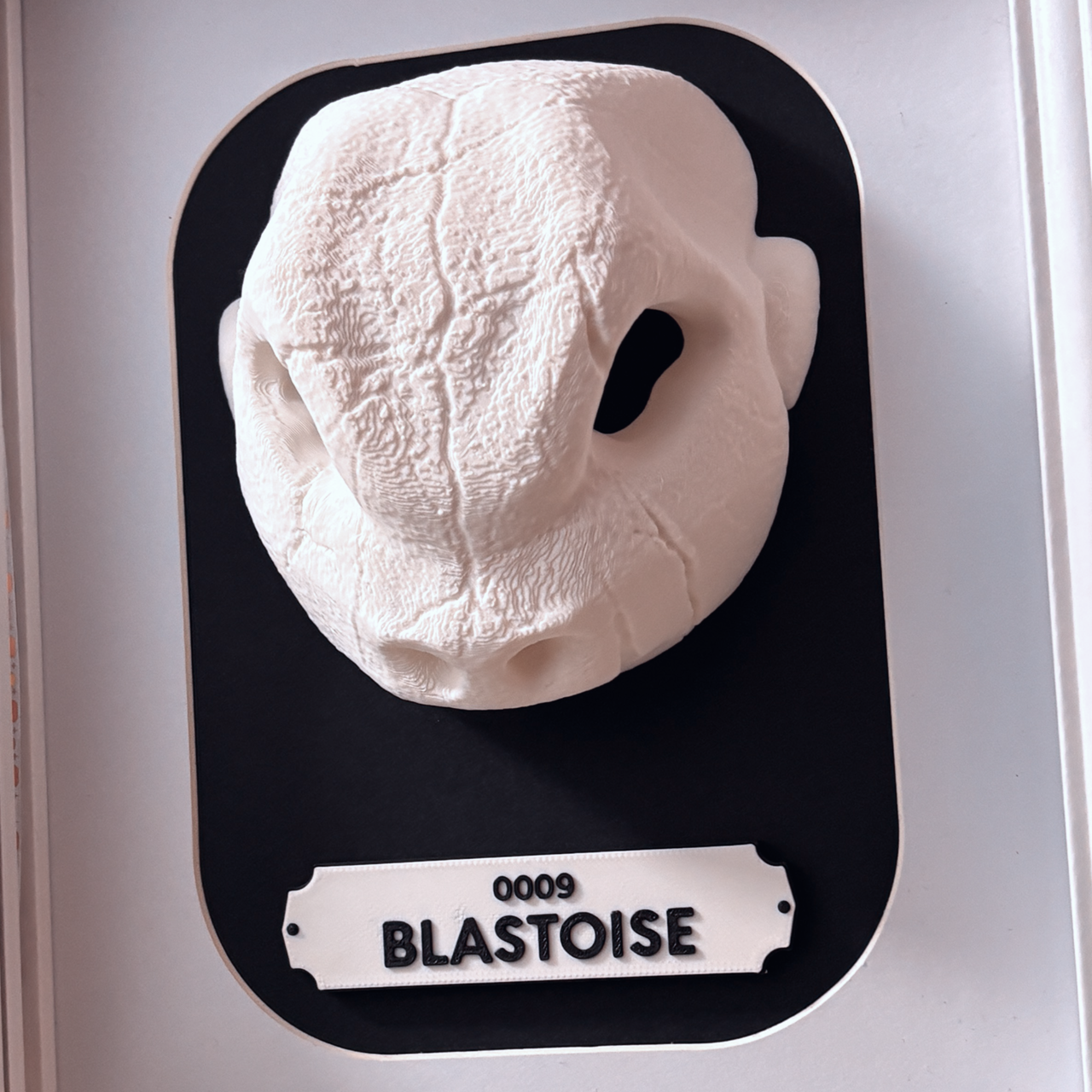 KRÁNEO BLASTOISE + MARKO