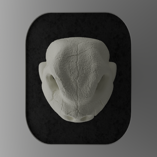 KRÁNEO BLASTOISE + MARKO